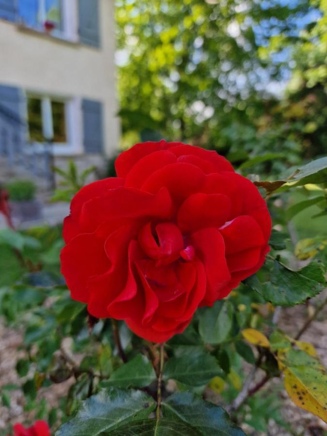 Gite L'Enclos O Rendez-Vous Roquefeuil-Pays De Sault- Avec Jardin Exterior photo